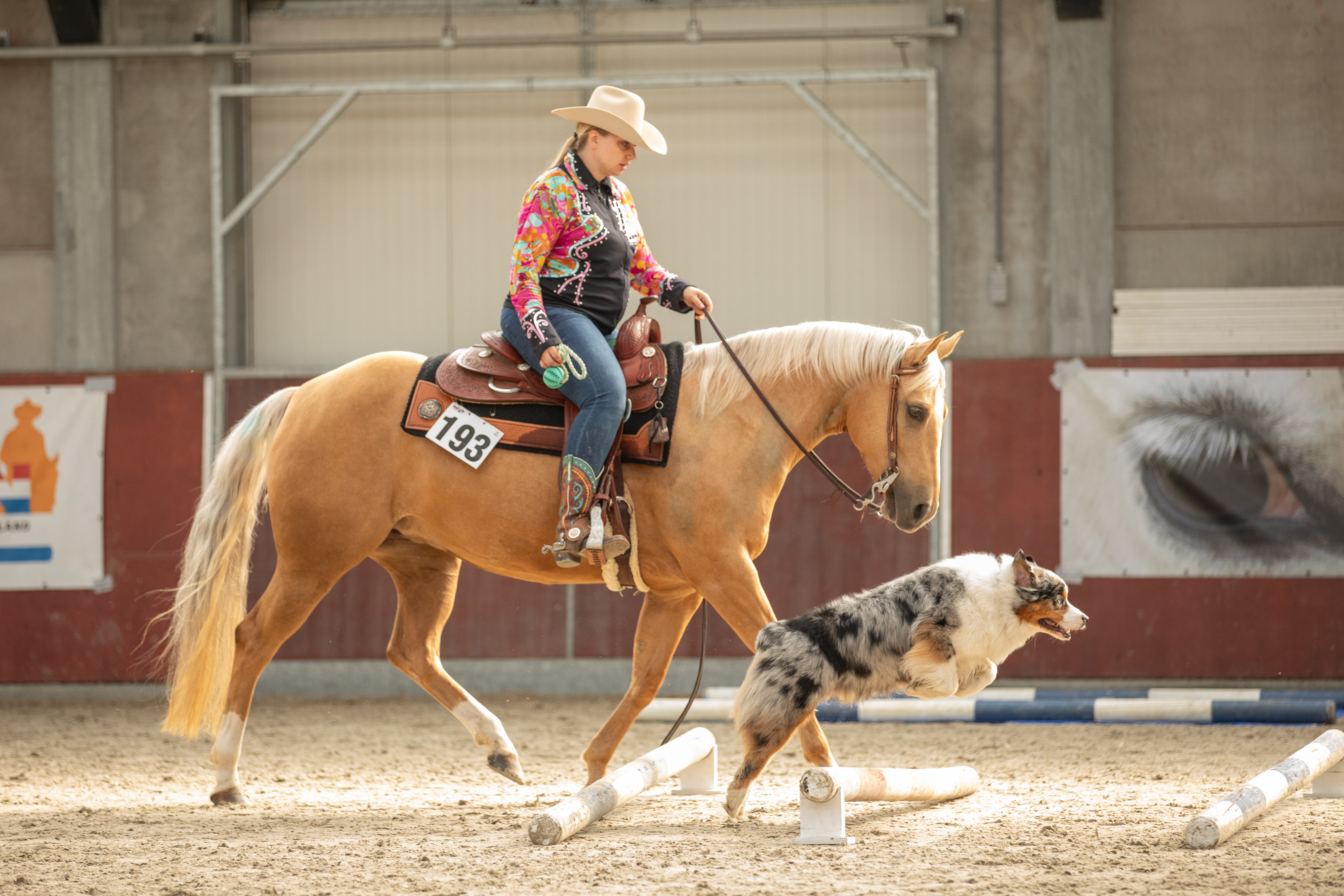 Saddle up with your Aussie- Horse & Dog Trail Competitions