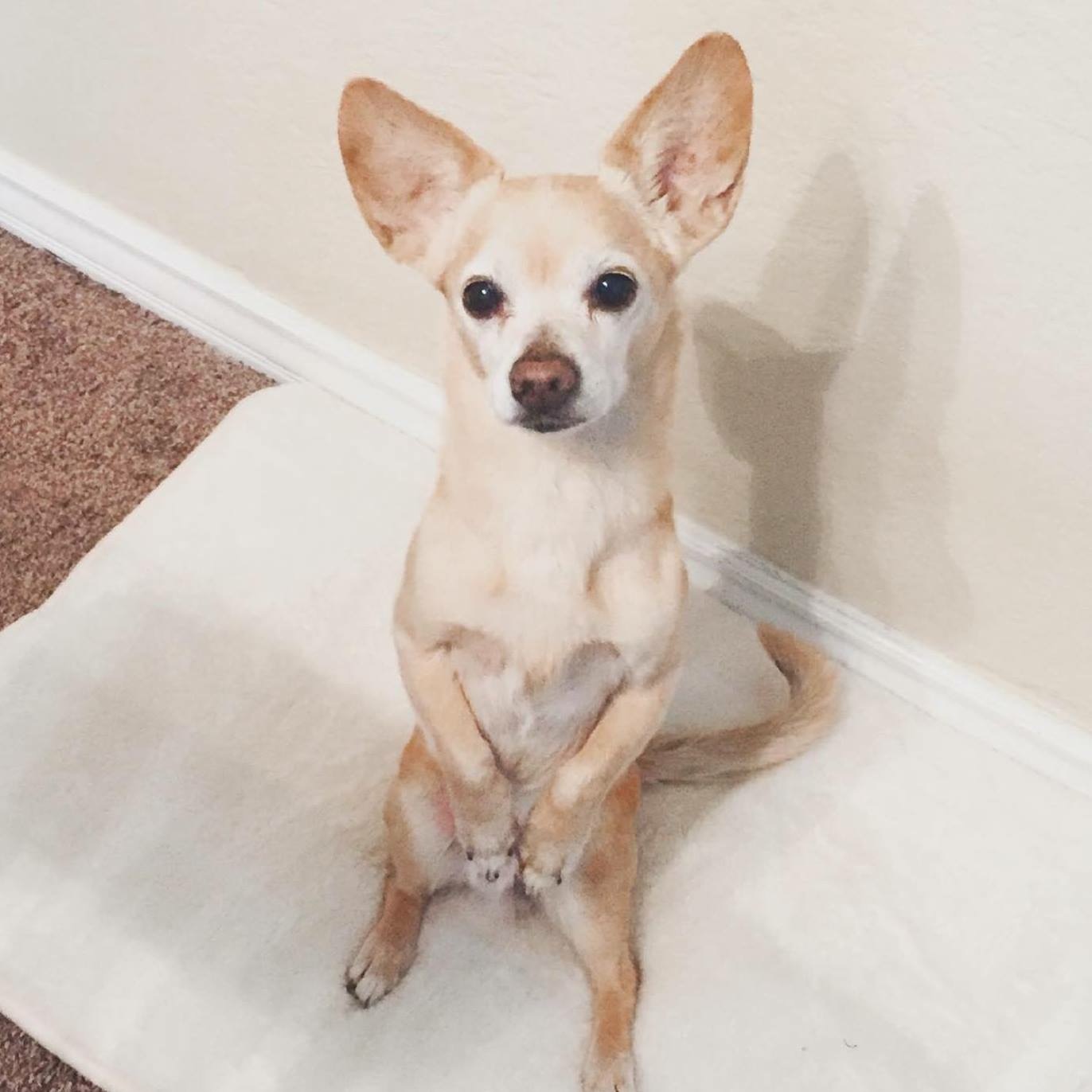 The Good Boy Podcast
