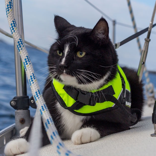 Living with a Cat on a Boat