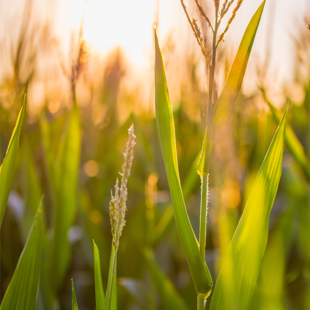 RaboResearch Agri Commodities