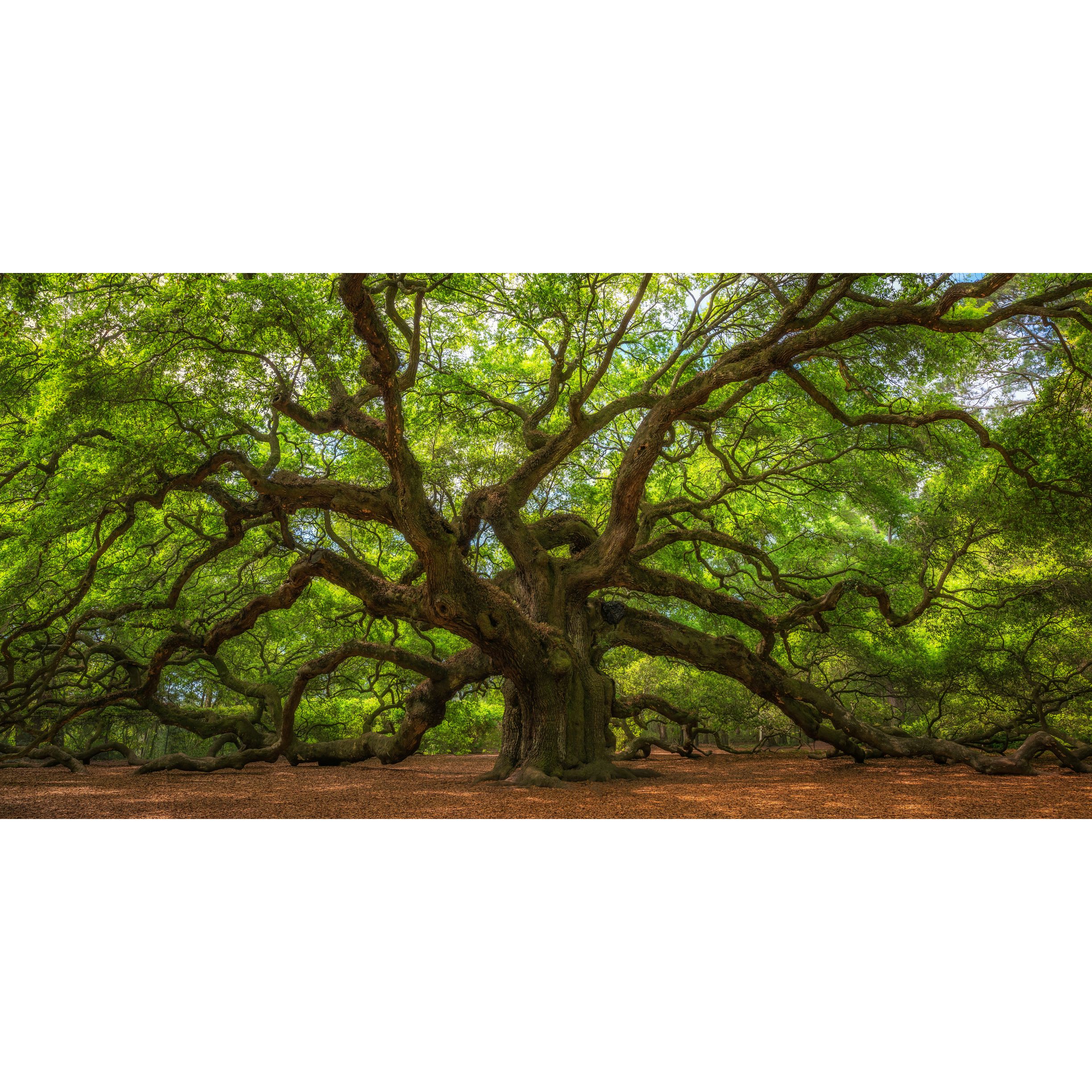 Tendrils of Grief