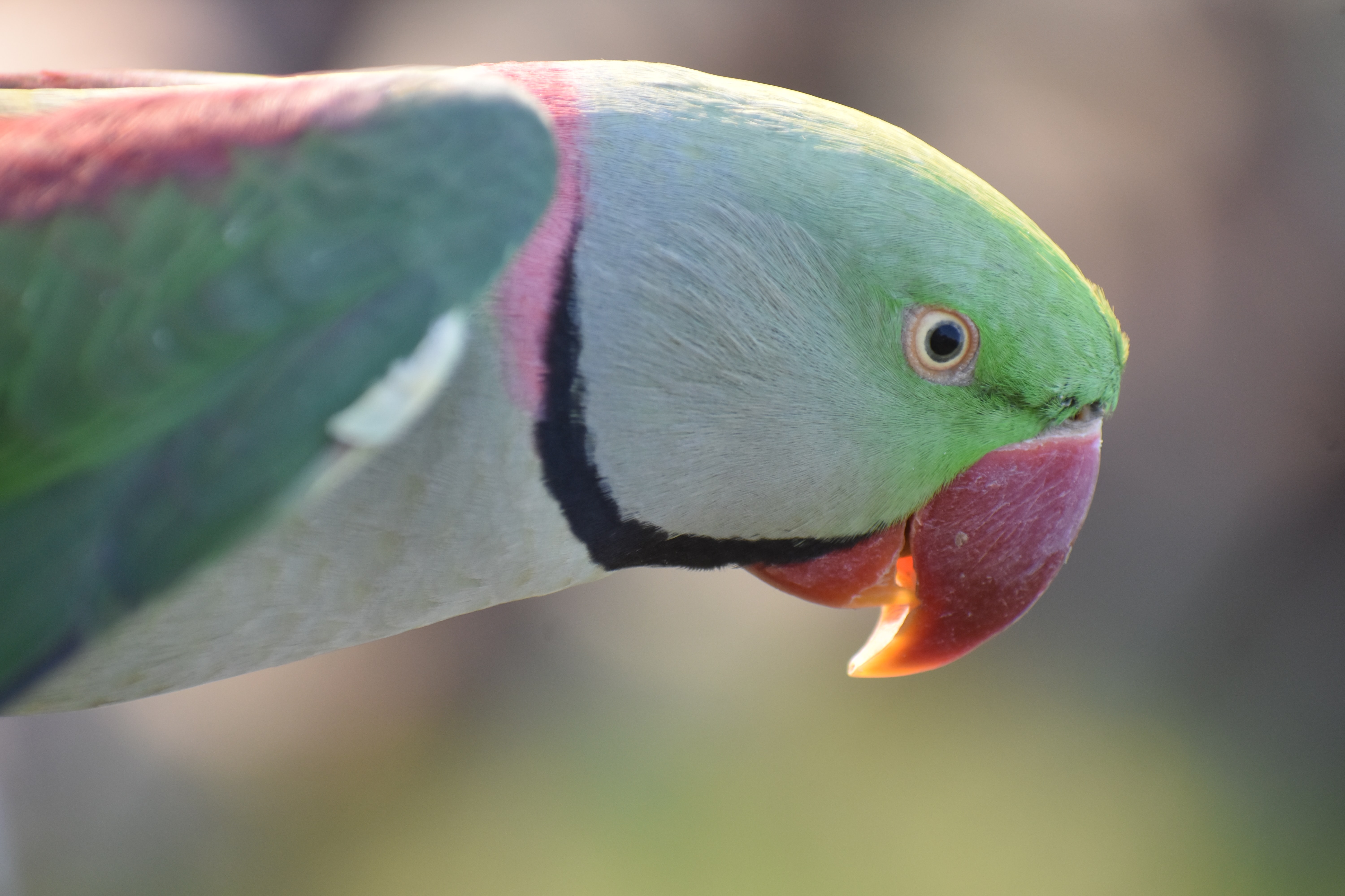 Bird Podcast with Shoba Narayan