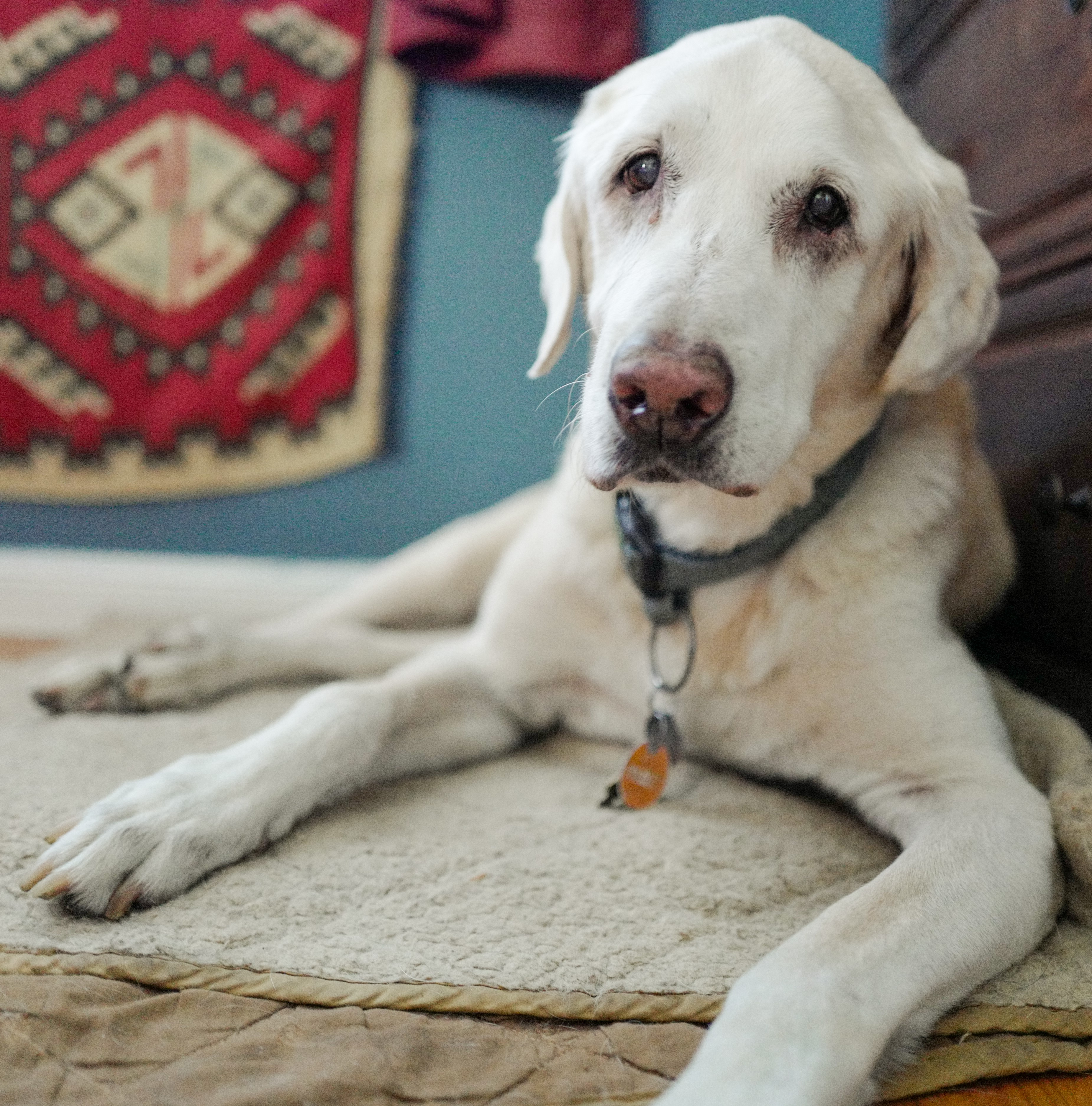 The Good Boy Podcast
