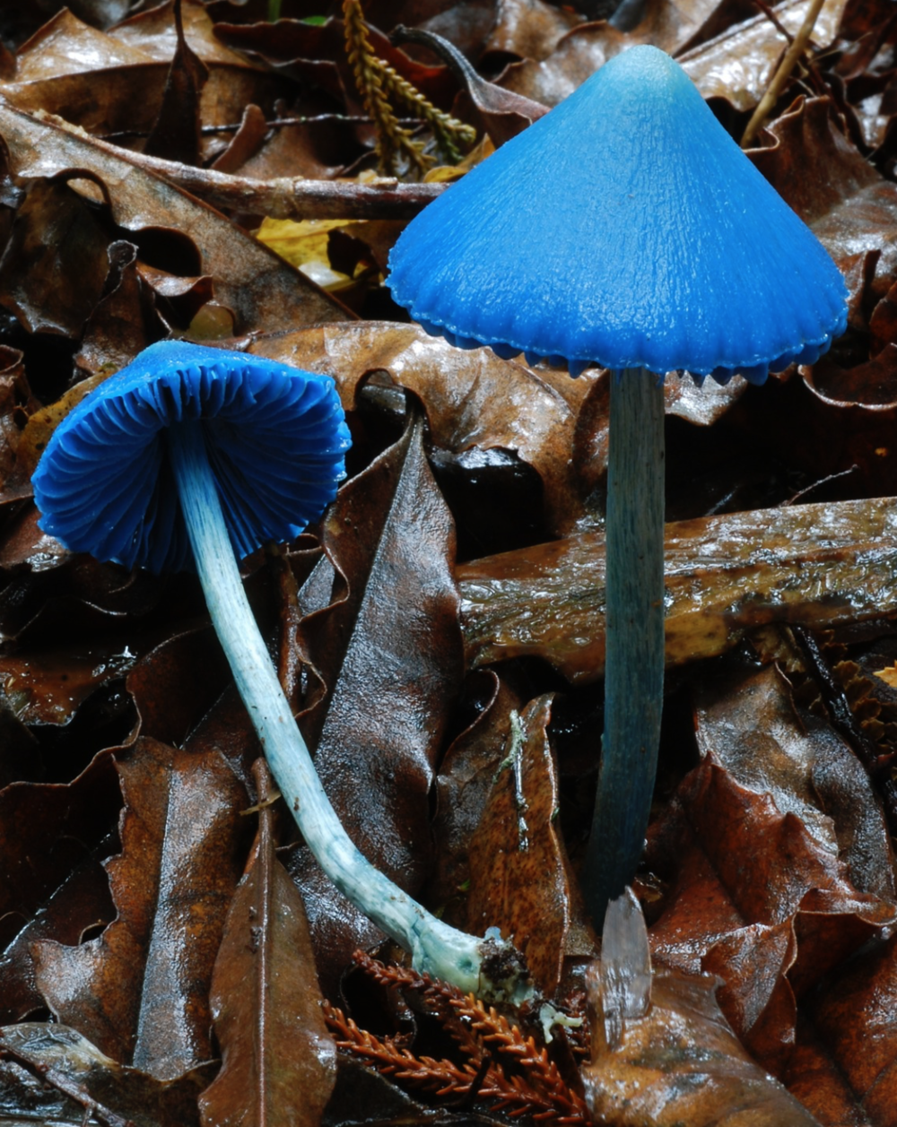 The Bluefoot Show