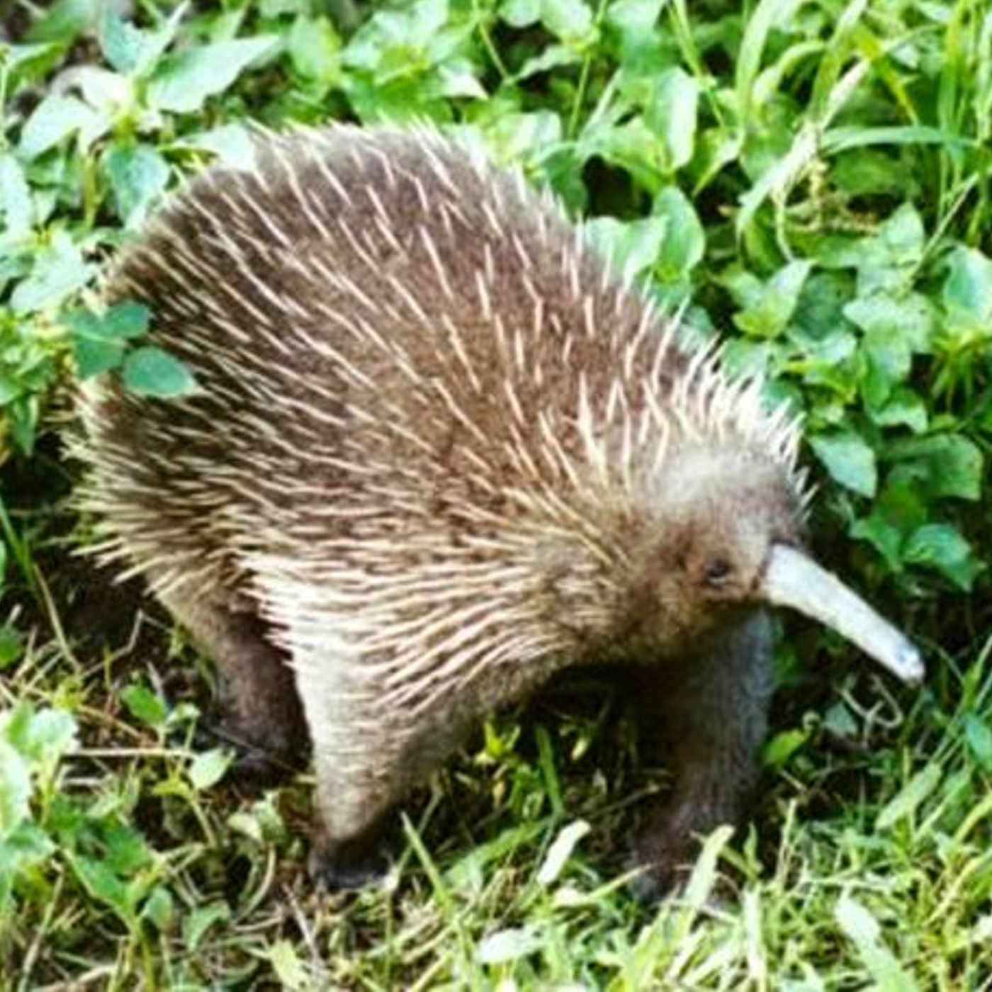 Strange and Spiny