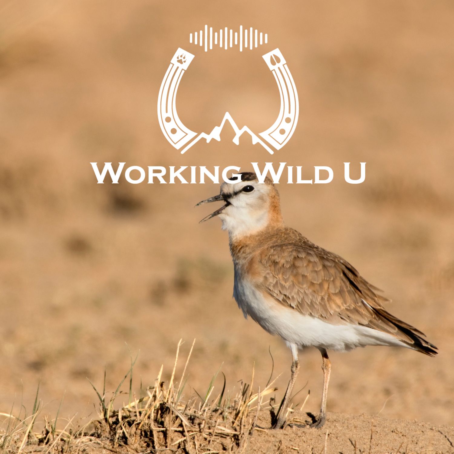 Imperiled | 04 | Chasing ghosts: Can a mysterious bird galvanize a rural renaissance?