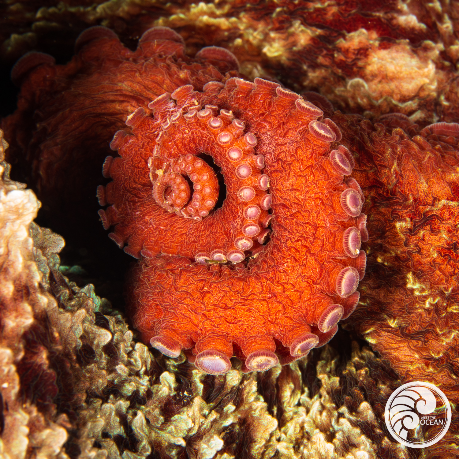 How to Fight an Octopus