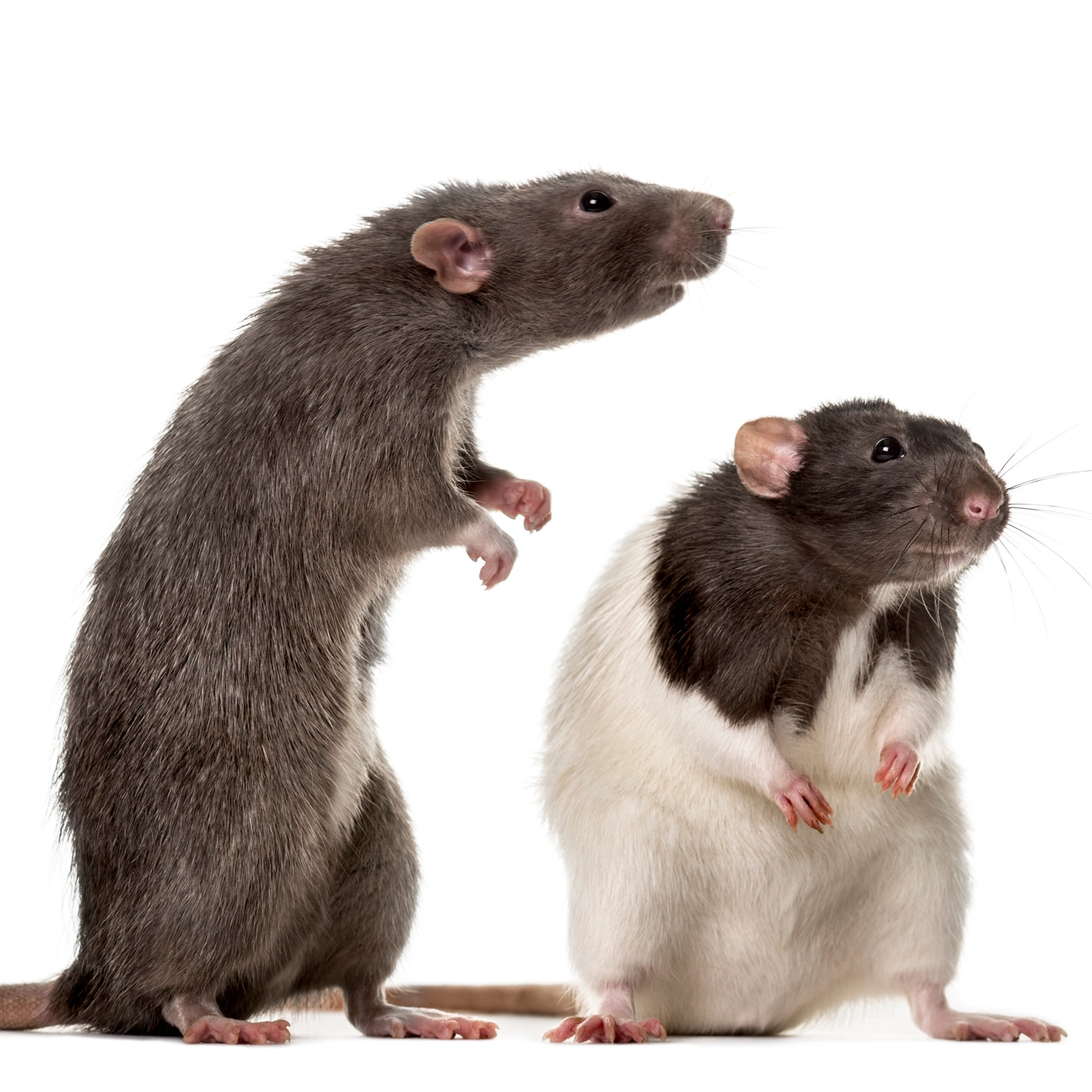 Rat Language: More than Meets the Ear