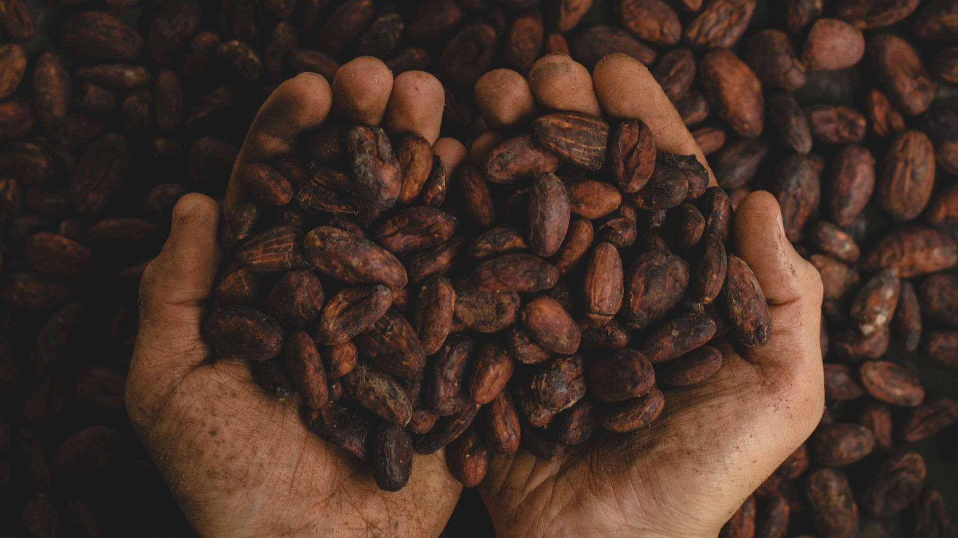 cover of episode Counting the Cost of Coffee Culture in China’s Yunnan Province