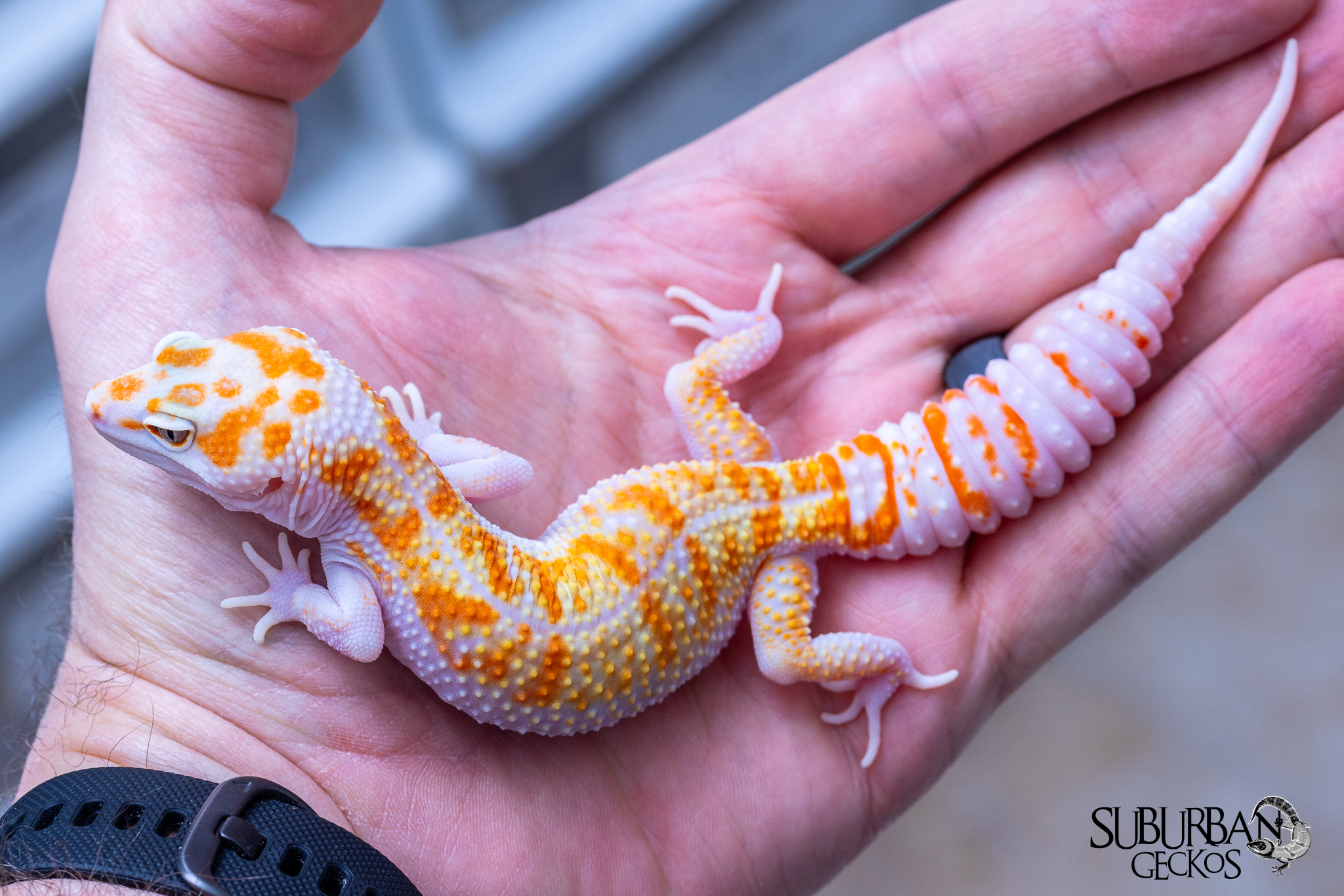 Session Twenty Two: Is the Future of Leopard Geckos Uncertain? (Part 1)