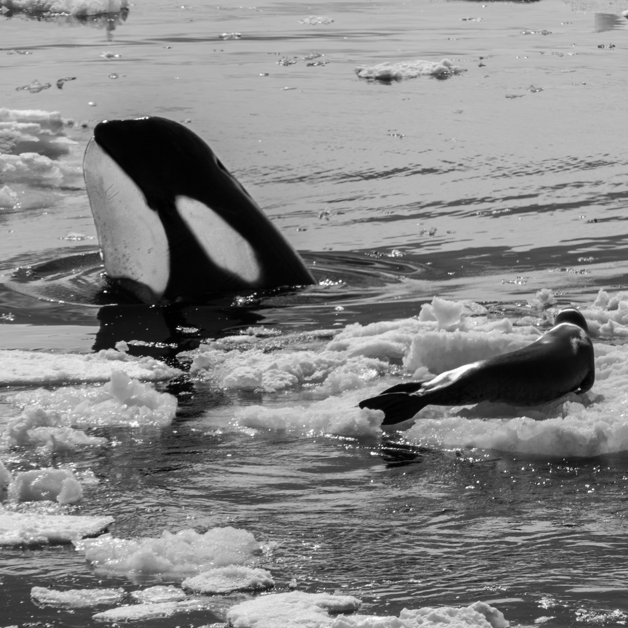 Killer Whales in Antarctica