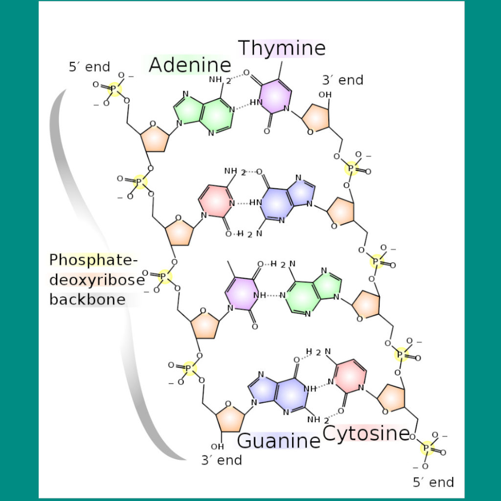 Rethinking Junk DNA