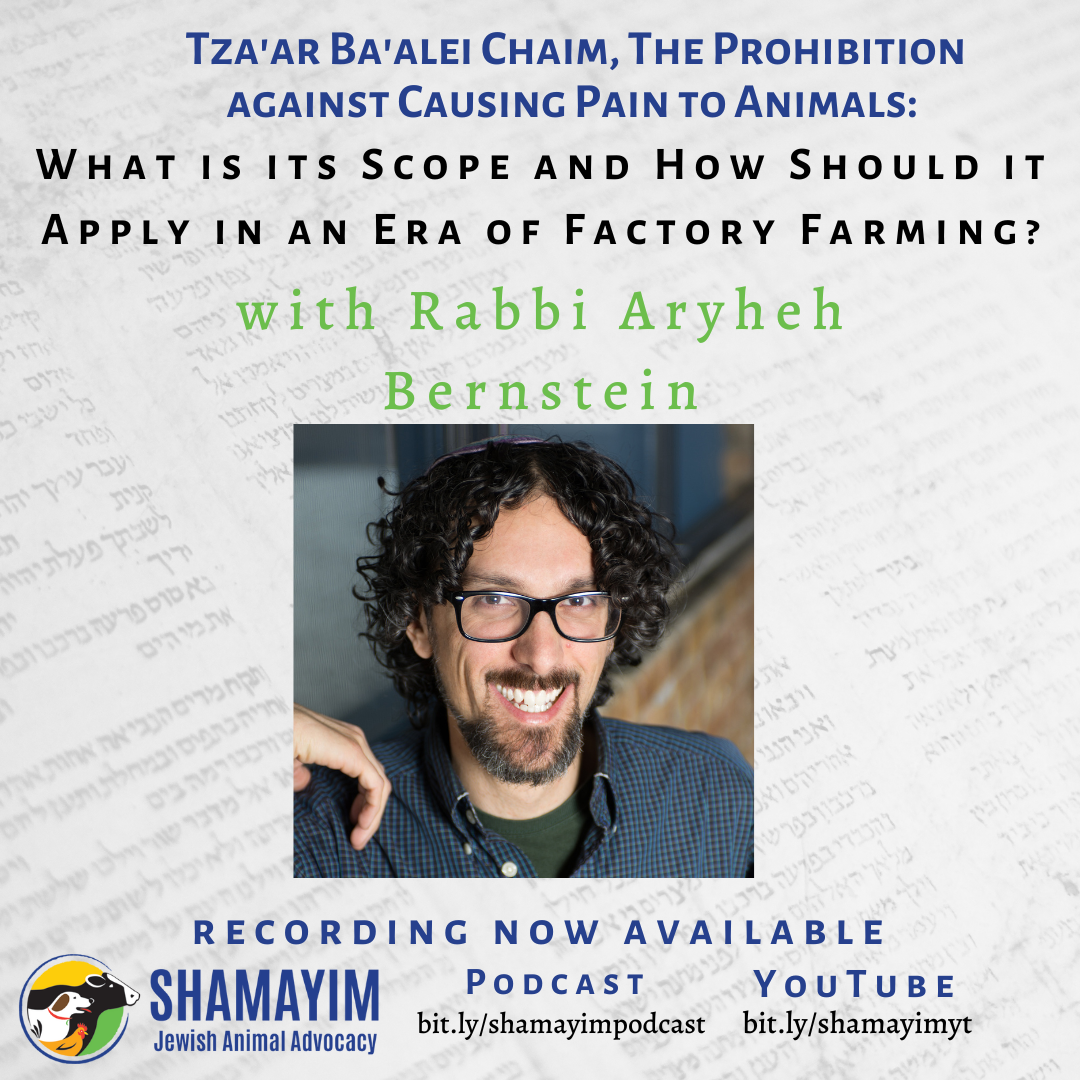 Shamayim: Jewish Animal Advocacy