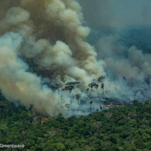 Mongabay Newscast