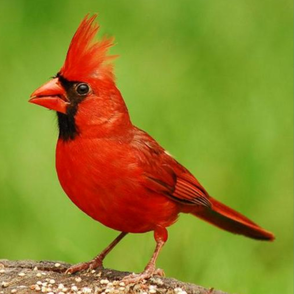 Dueling Birdsongs