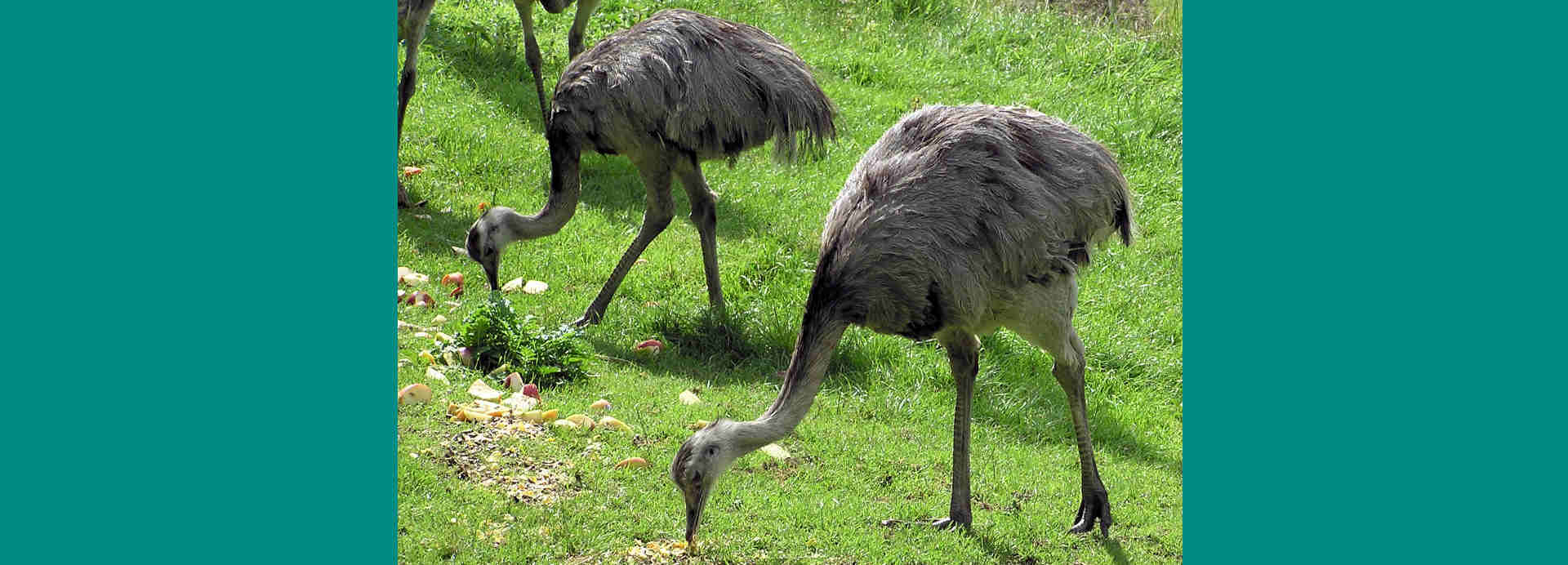 In the Ostrich Family