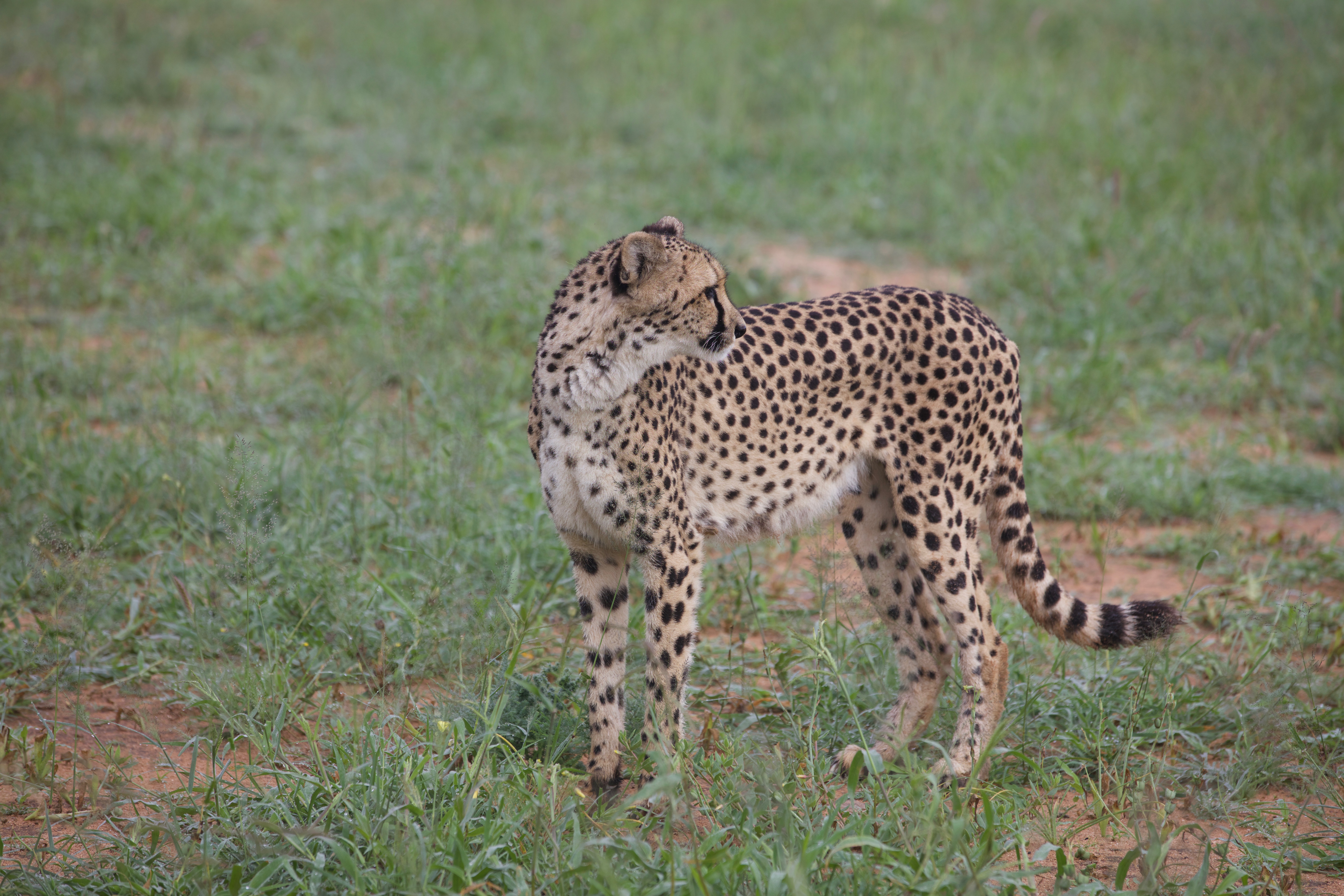 BeProvided Conservation Radio Podcast