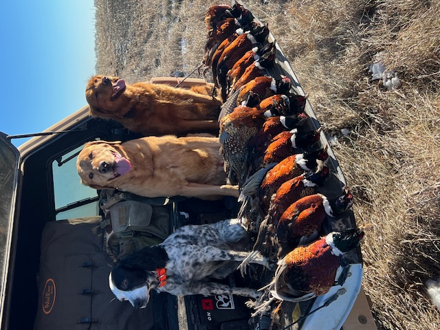 Birds Dogs Keep Us Humble with Final Rise and Gun Dog Grind
