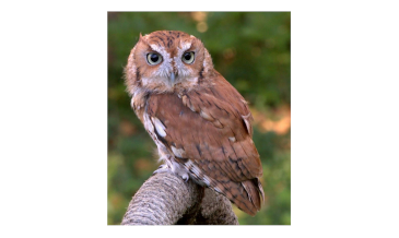 Parents Who Are Wise as Owls
