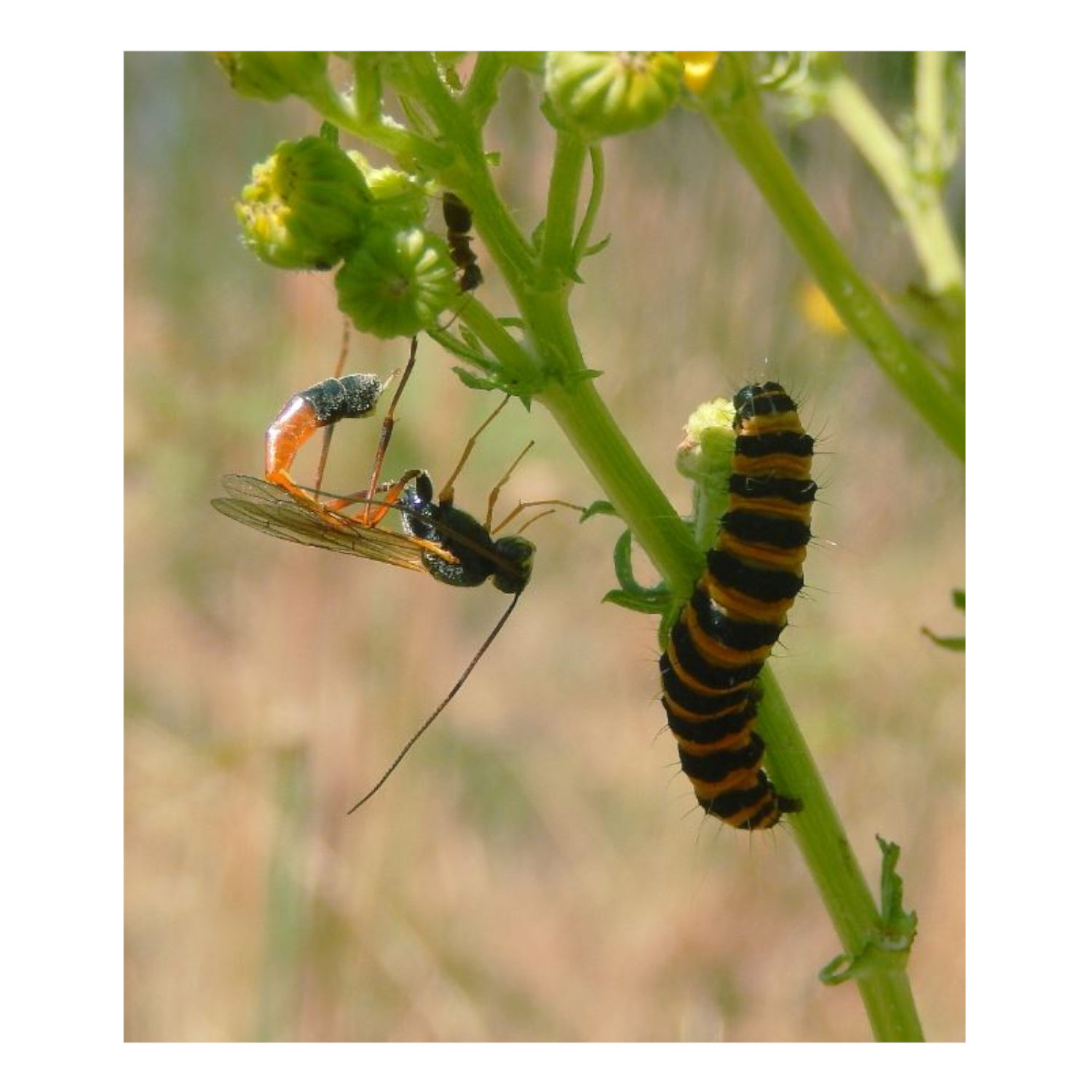 Plants Call in Air Defenses