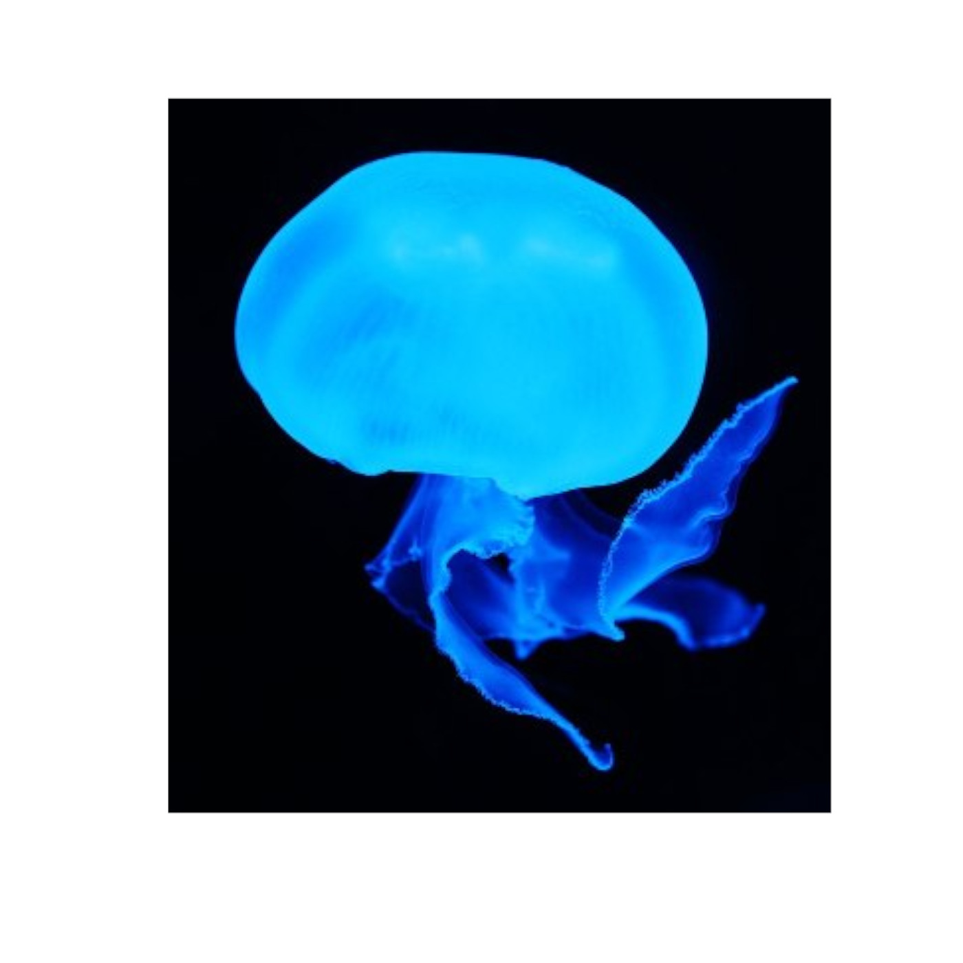 The Brainy Jellyfish