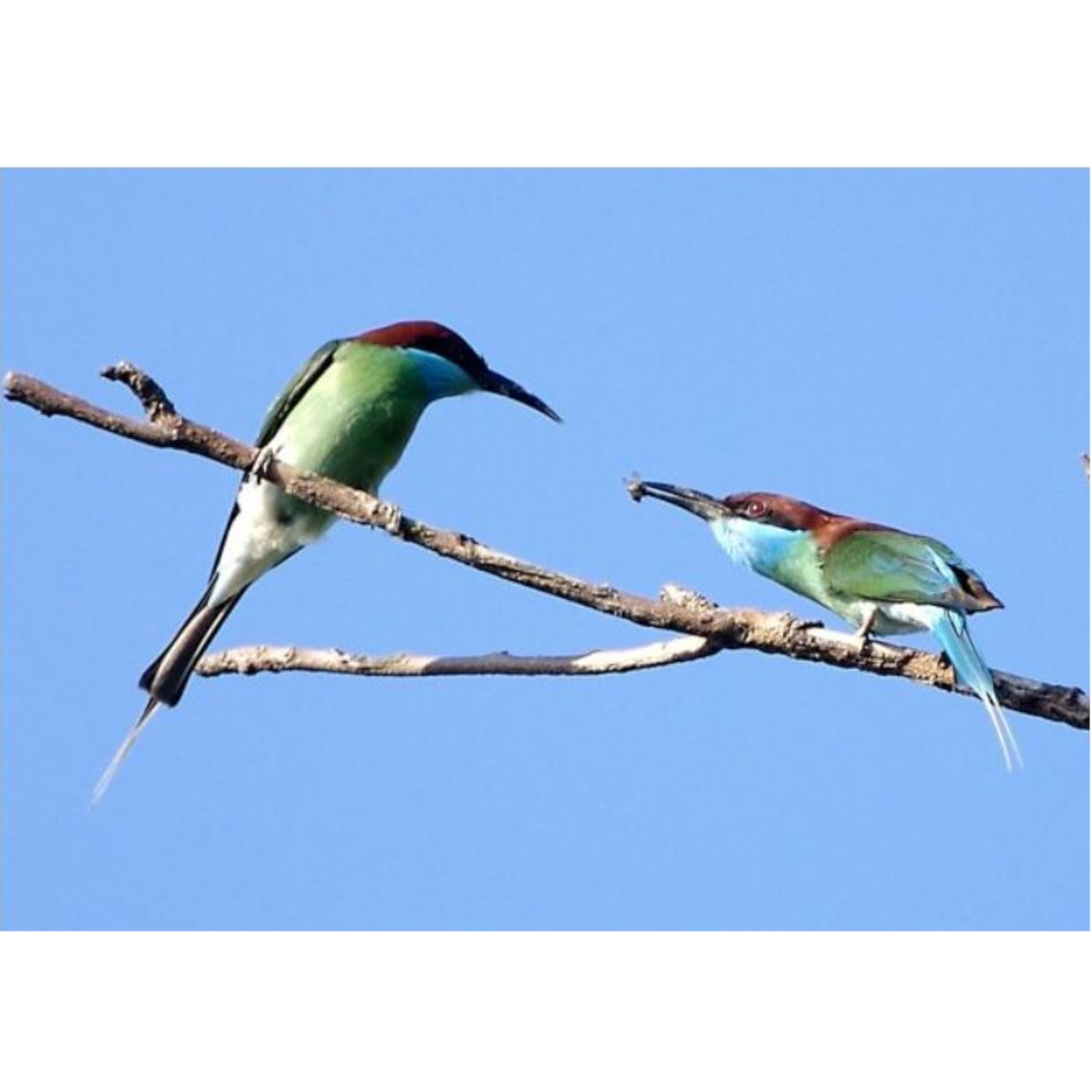 Birds Who Build Pyramids