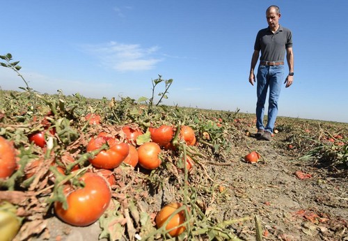 Fall Harvest Havoc