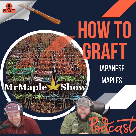 Grafting Japanese Maples | Plant Propagation | MrMaple Podcast #25