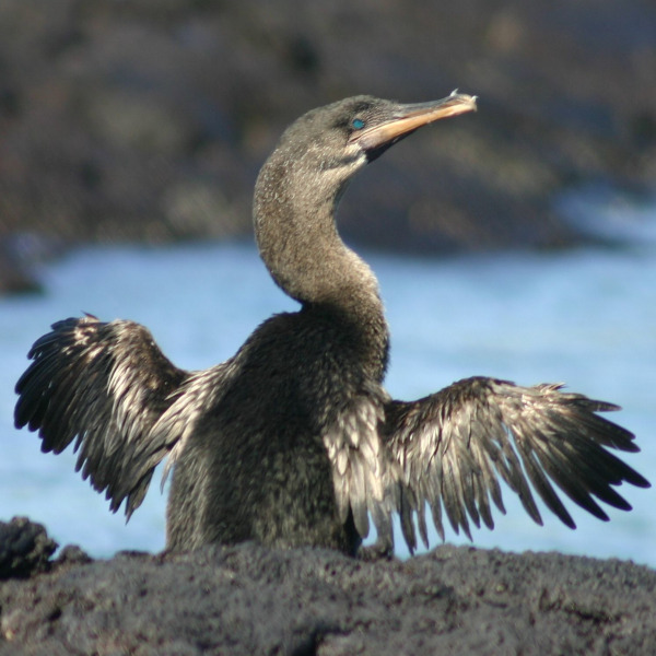 The Galapagos Cormoran