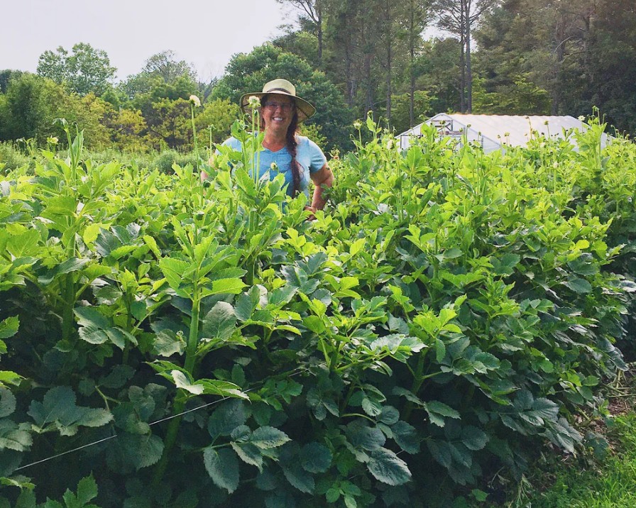 Episode 46:  Overwintering Dahlias in the Ground, Zones 5 and Warmer