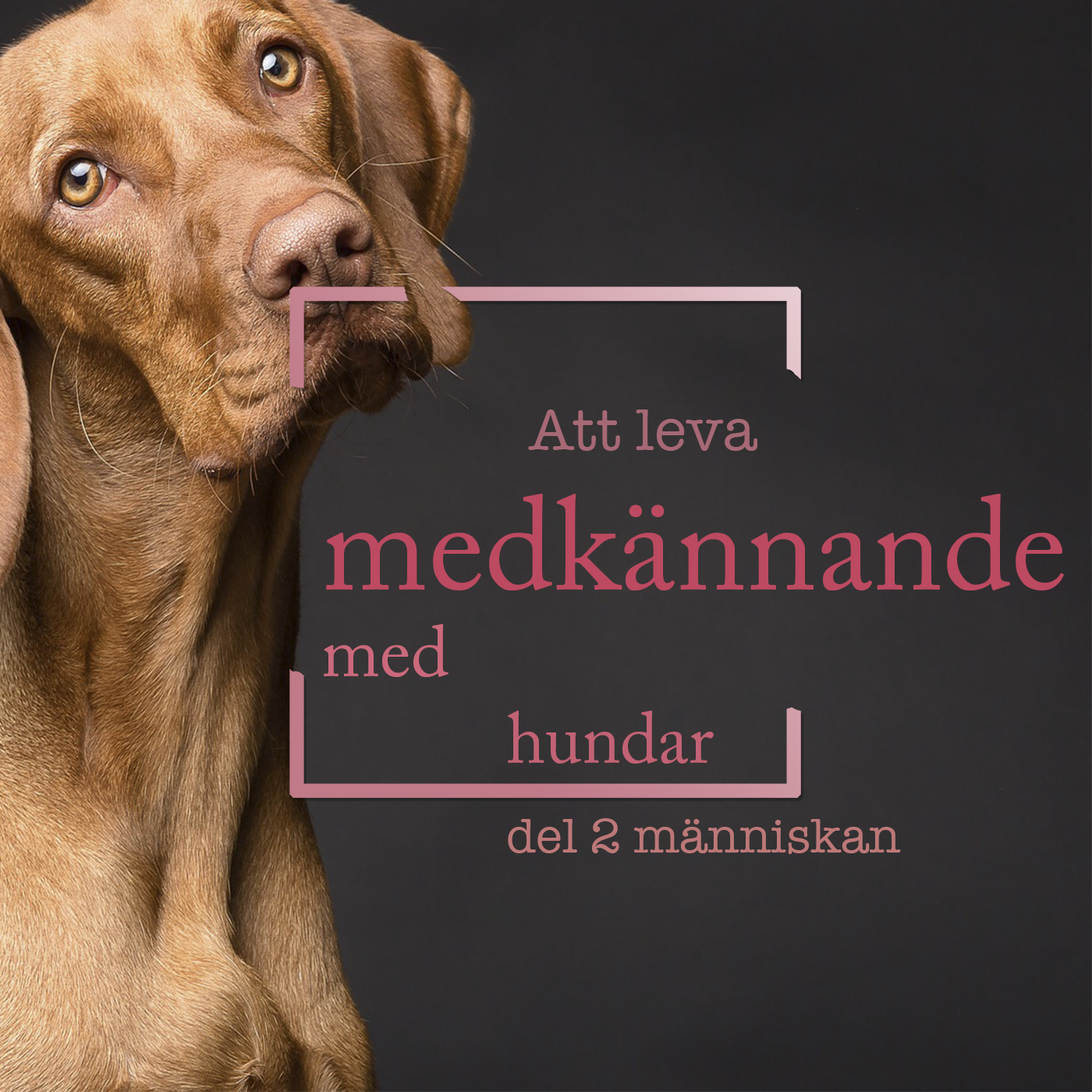 Hundpodden Vår Bästa Vän