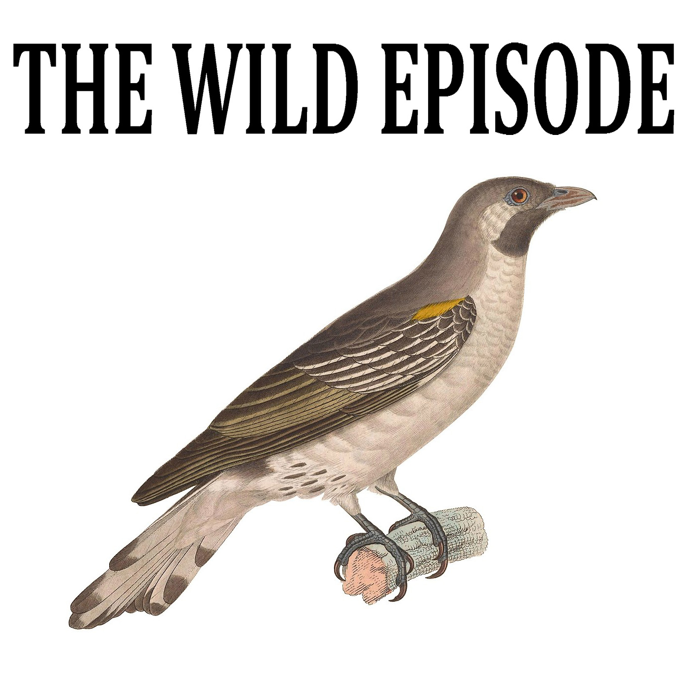 The Wild Episode
