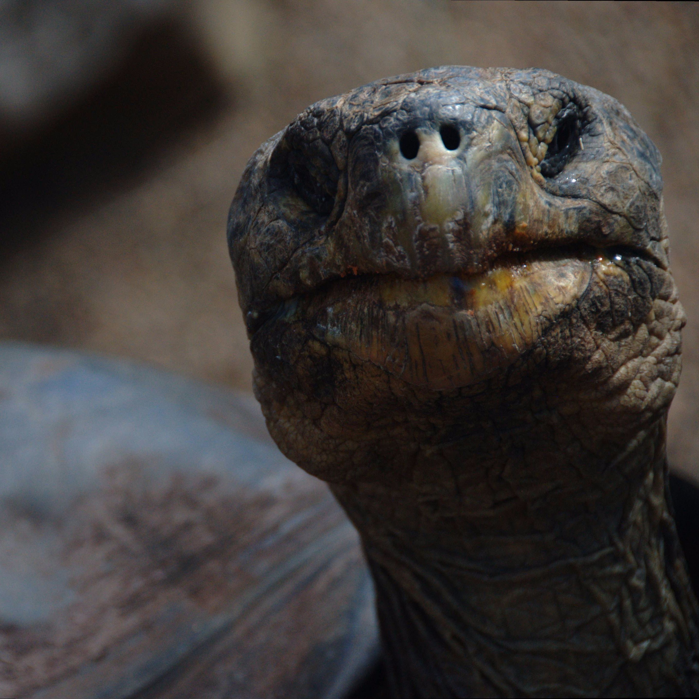 The Tortoise With The Pretty Daughter