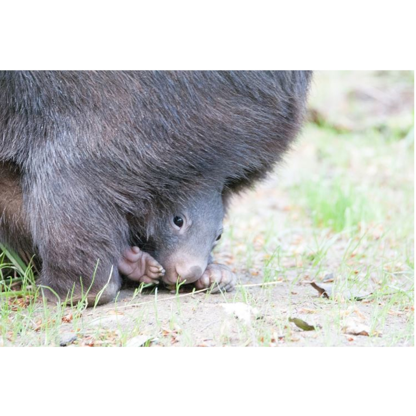 The Wombat's Backward Pouch