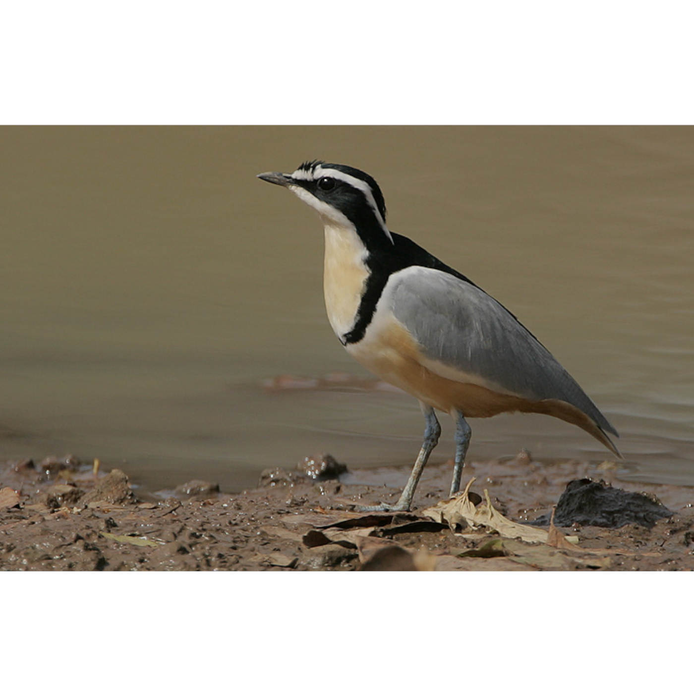 The Crocodile Bird