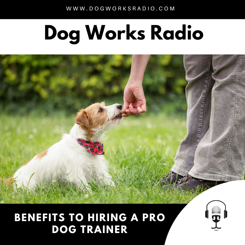 Dog Works Radio