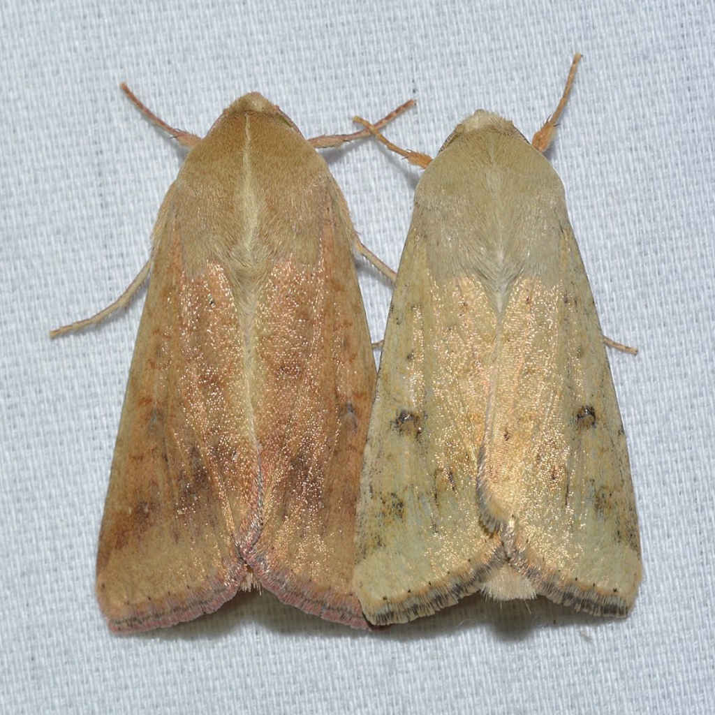 Heated Moths