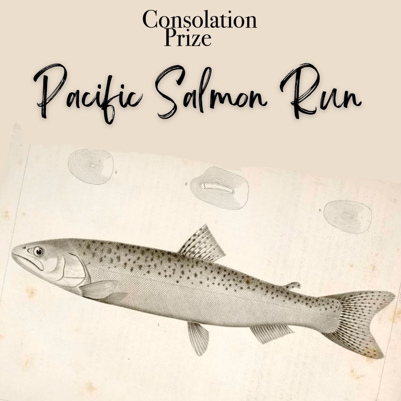 Pacific Salmon Run Pacific Salmon Run