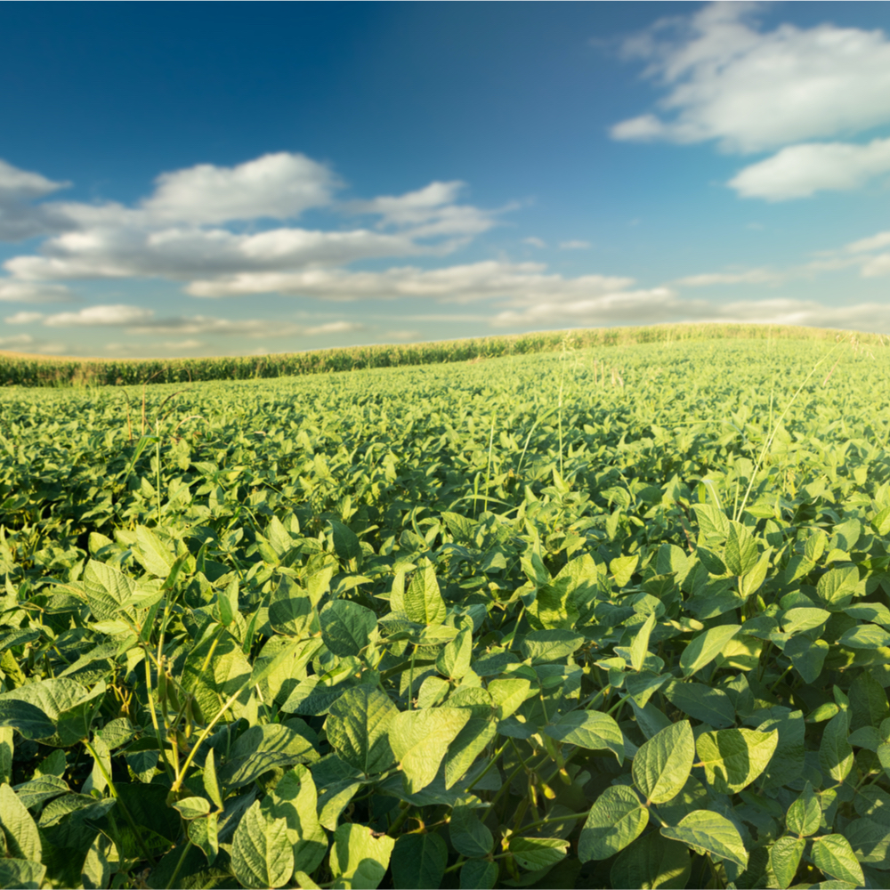 RaboResearch Agri Commodities