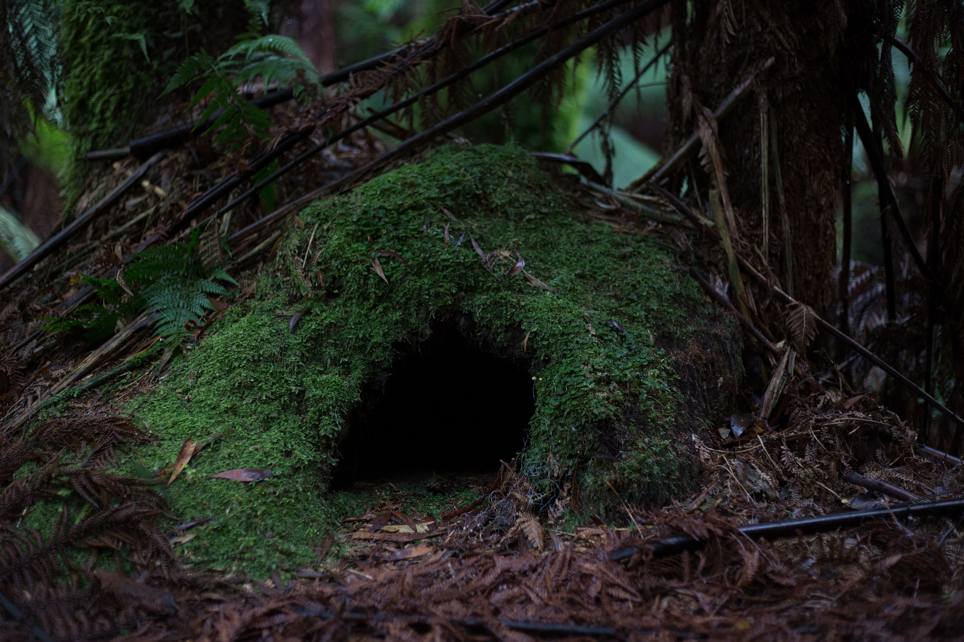 The Cave of Beasts