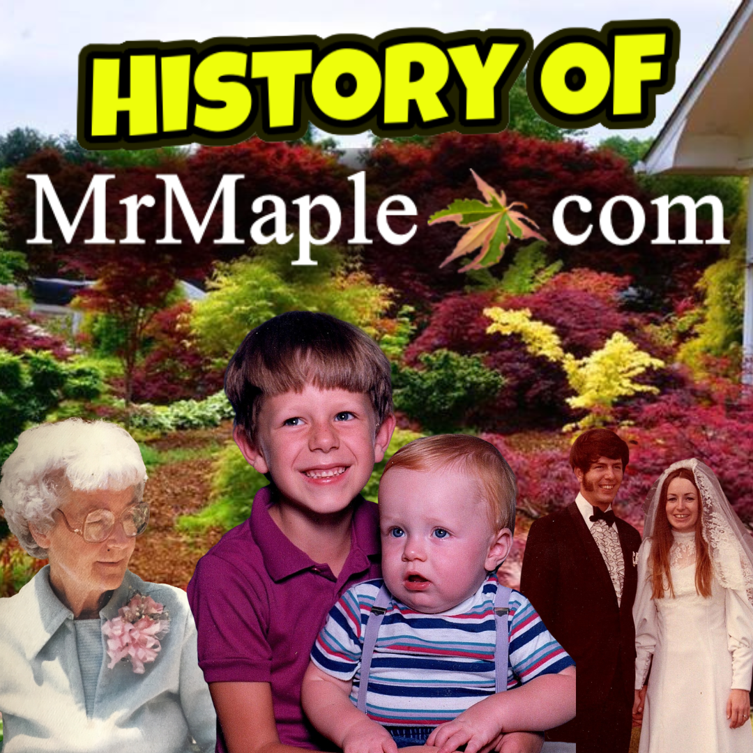 How MrMaple Started Growing Japanese Maples | The History Of MrMaple