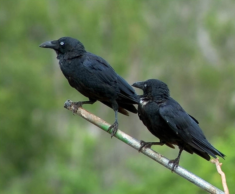 Bird Podcast with Shoba Narayan