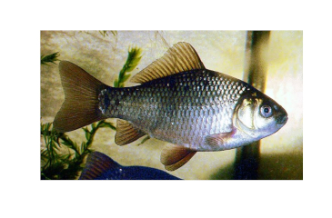 Oxygen Optional Carp
