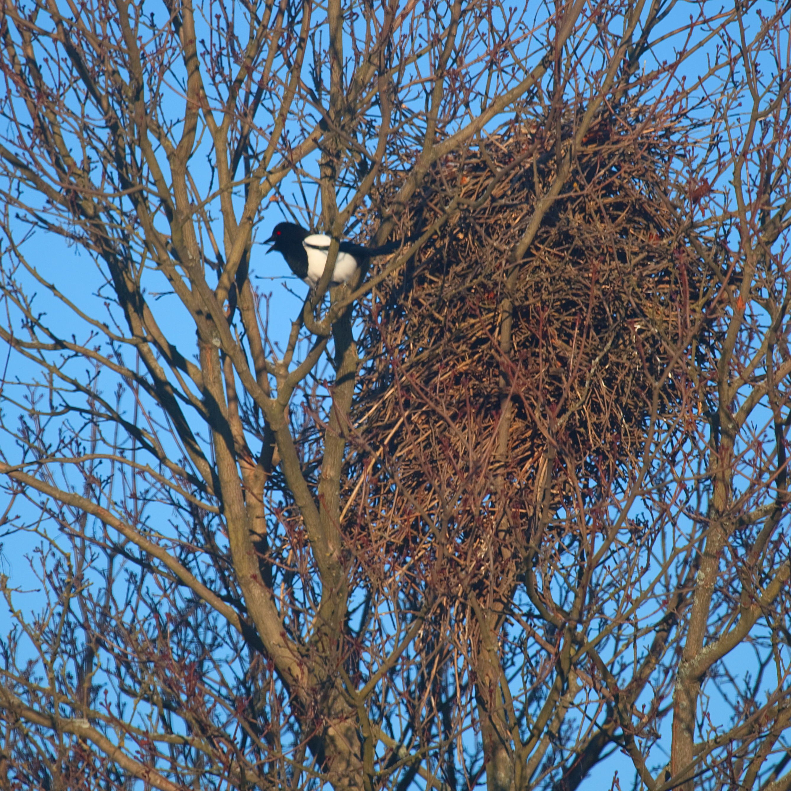 The Magpie's Nest