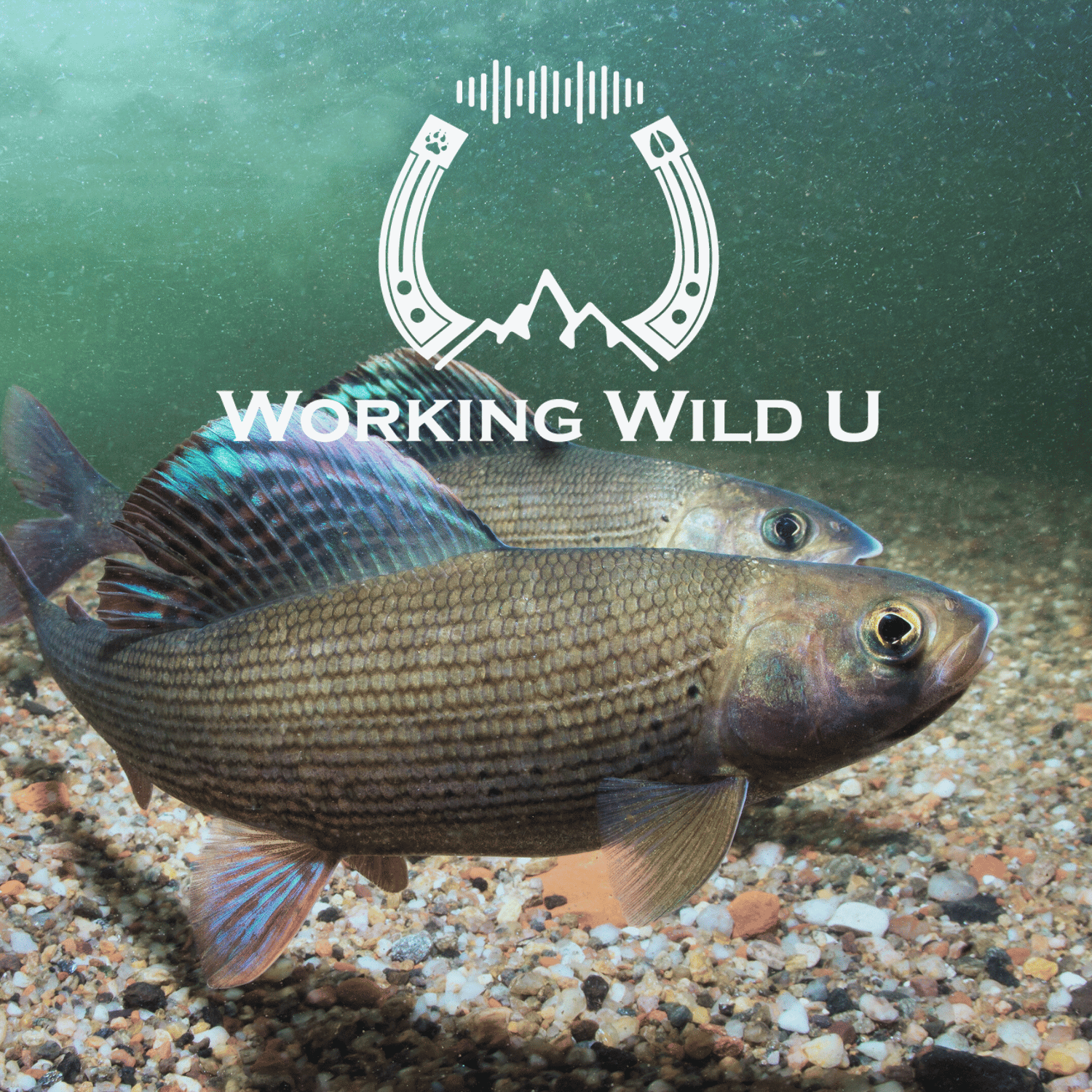 Imperiled | 01 | Can ranchers save arctic grayling?
