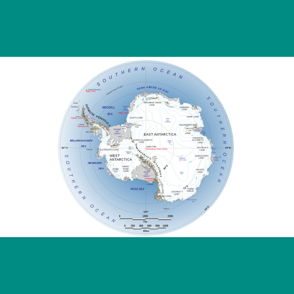 An Antarctic Forest