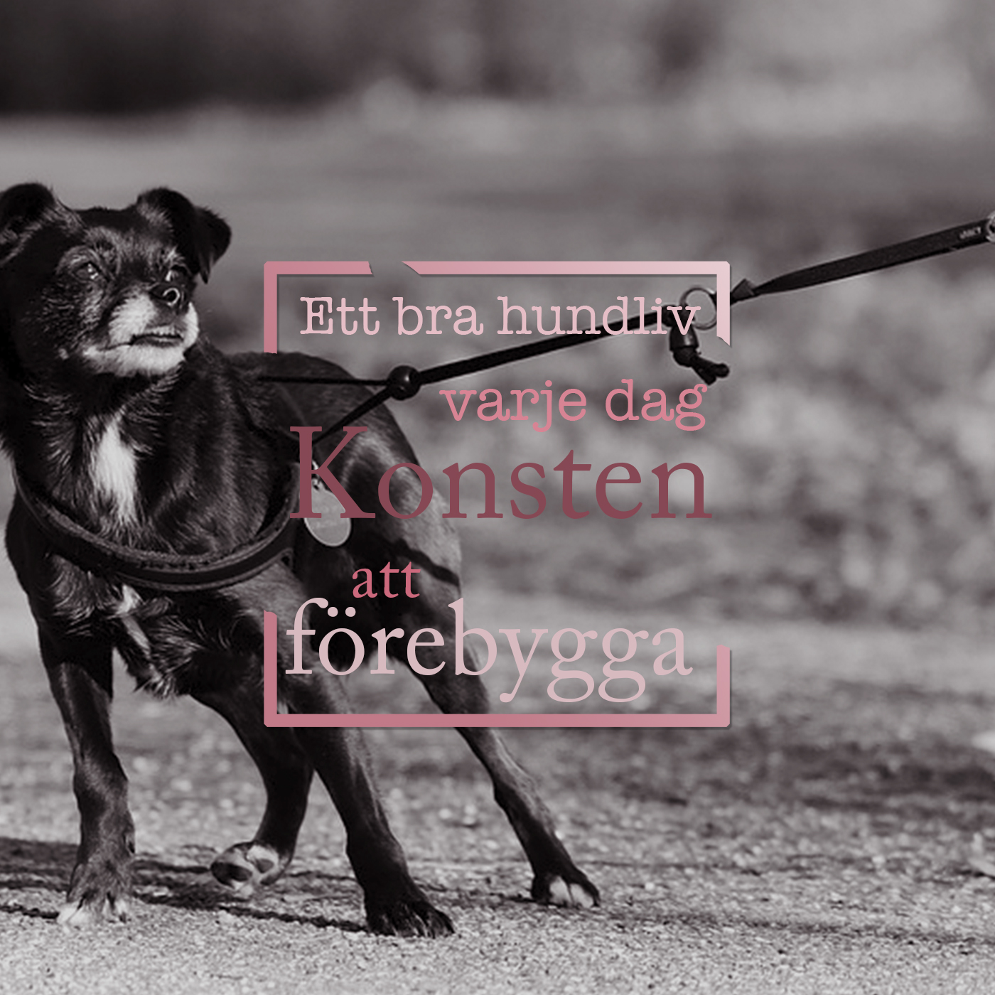 Hundpodden Vår Bästa Vän