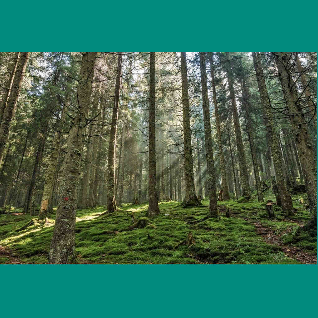 Trees May Pollute More than Cars