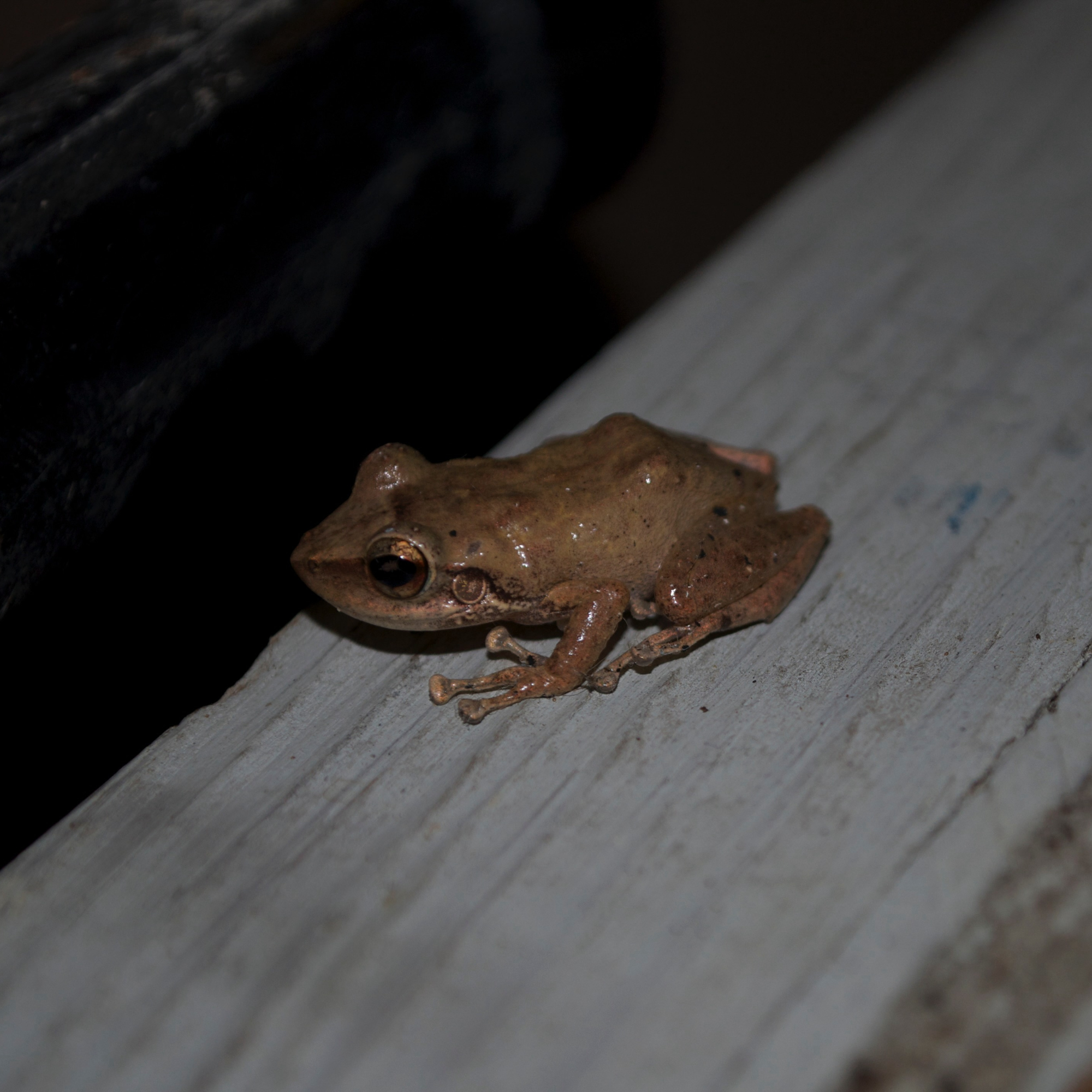 The Brooding Father Frog