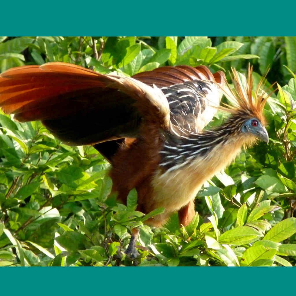 Hoatzin - A Bird with Claws